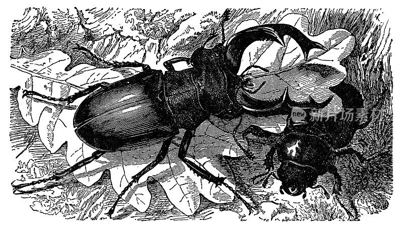 雄性和雌性鹿角甲虫(Lucanus Cervus) - 19世纪